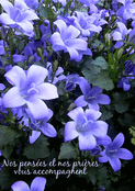 Fleurs violettes pour un doux r&eacute;confort